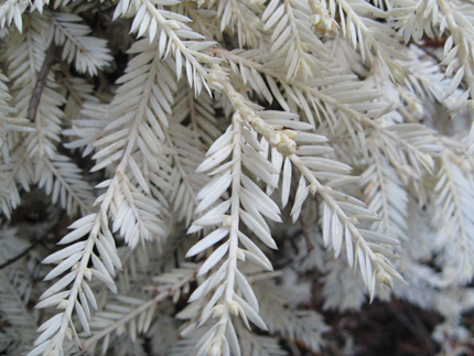 Albino Redwood needles