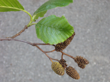 alder leaf and female catkin