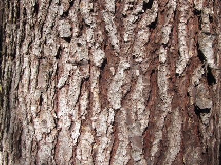 Bishop Pine bark