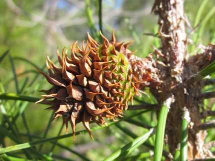 Bishop Pine young cone