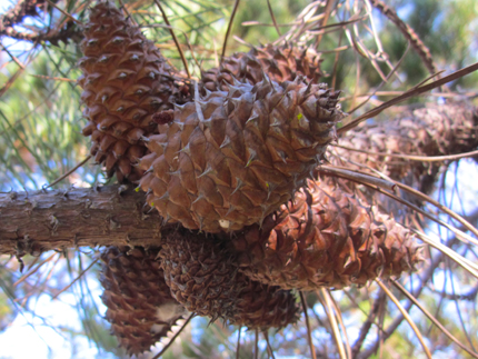 Bishop Pine female cones