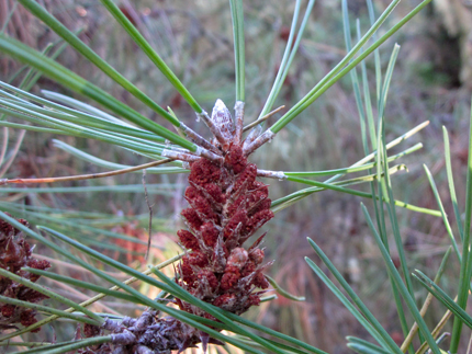 Bishop Pine needles and male cones