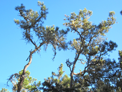 Bishop Pine Trees