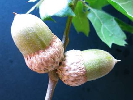 california black oak acorn