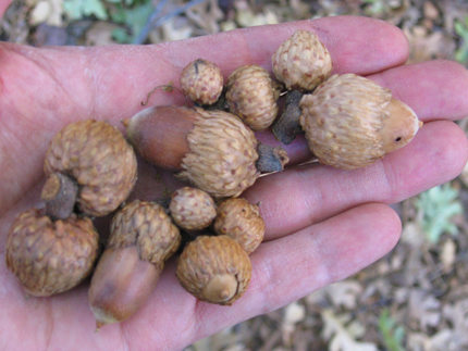 California Black Oak Tree acorns