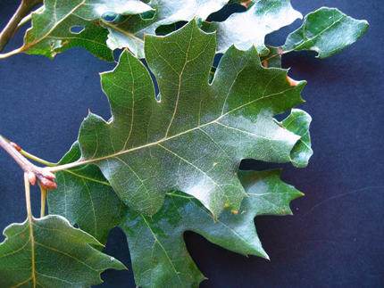 california black oak leaf