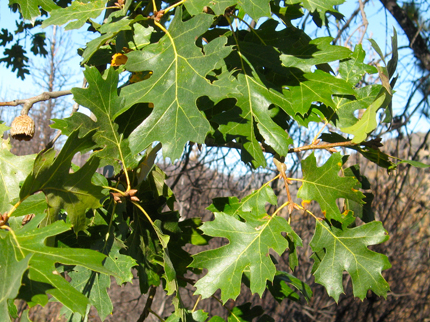 California Black Oak Tree foliage