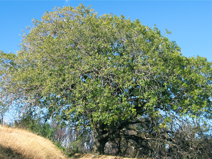 California Black Oak Tree