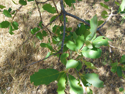blue oak leaves