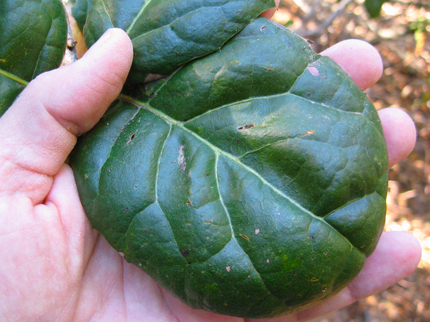 Coast Live Oak giant leaf