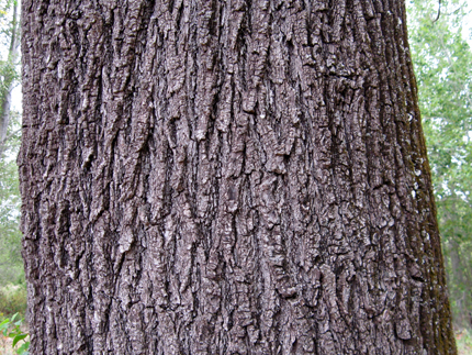 california walnut bark