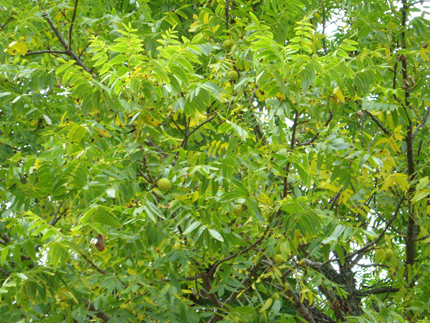california walnut leaves
