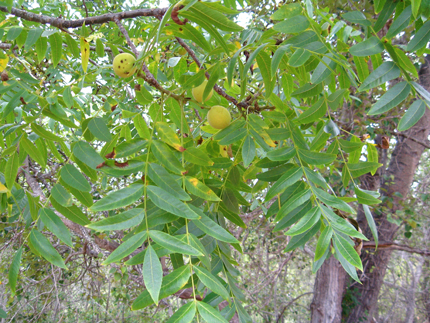 california walnut fruit