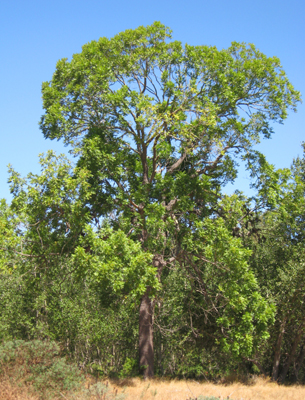 california walnut tree