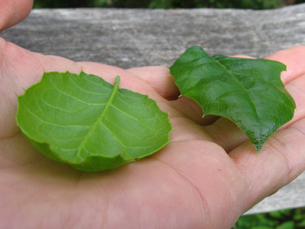 coast live oak leaf in the hand