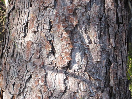 Coulter Pine Bark