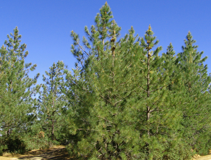 coulter pine trees