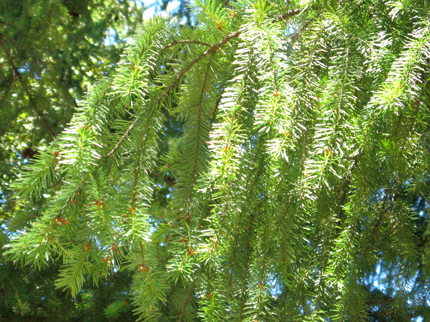 douglas-fir branch