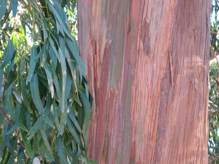eucalyptus foliage and bark