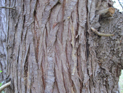 Gowen Cypress Cupressus goveniana Bark