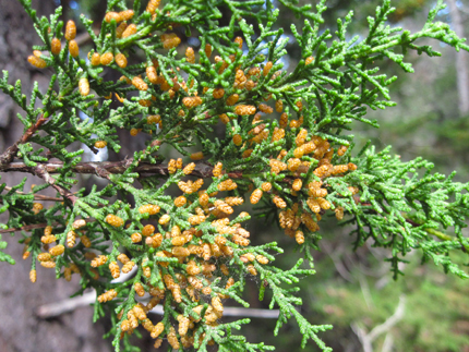Gowen Cypress Cupressus goveniana pollen cones