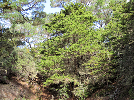 Gowen Cypress Cupressus goveniana  Tree