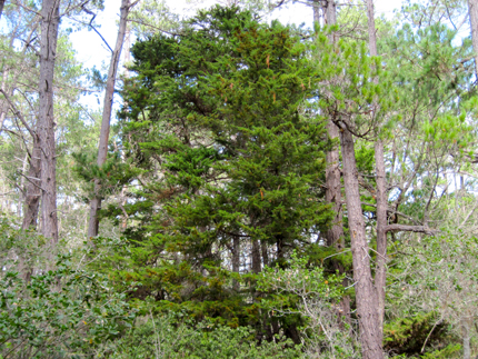Gowen Cypress Cupressus goveniana Tree stand