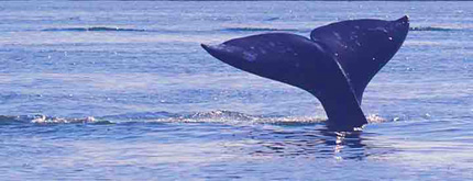 gray whales of the pacific ocean