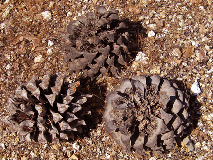 gray pine cones