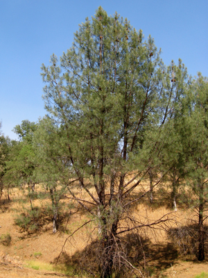 gray pine