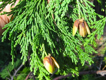 Incense Cedar leaves and seed cones
