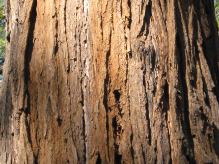 Incense Cedar Bark