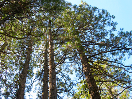 Incese Cedar Forest looking up