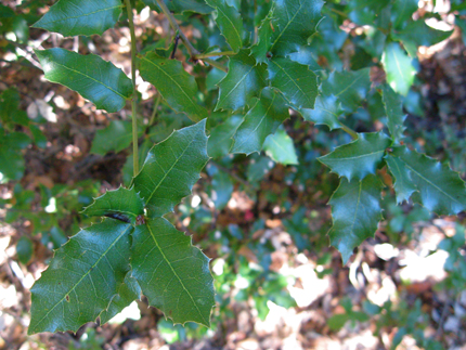 interior live oak leaves with spines