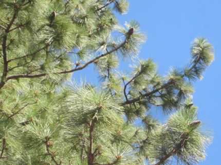 Jeffrey Pine Branch and Needle and Cone