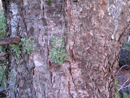 Knobcone Pine Bark