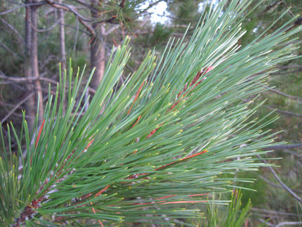 Knobcone Pine Needles