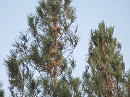 Knobcone Pine Tree
