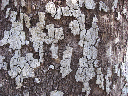 coast live oak bark