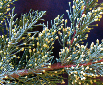 monterey cypress pollen cones and scaled leaves