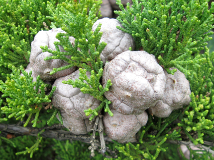 Monterey Cypress Seed Cones