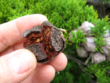 Monterey Cypress Seed Cones with Seeds