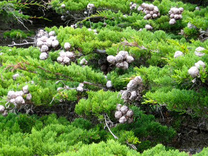 Monterey Cypress Seed Cones