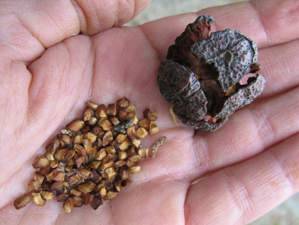 Monterey Cypress Seed Cones and Seeds