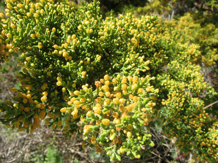 monterey cypress pollen cones