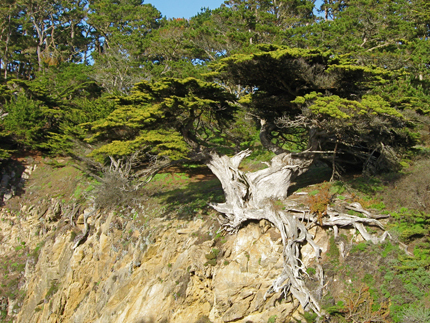 monterey cypress in Pt. Lobos