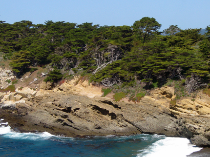 monterey cypress grove point lobos