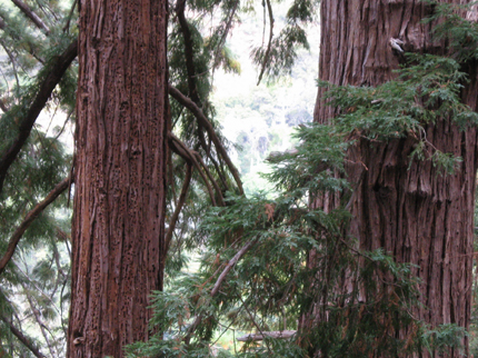 redwood bark and acorn woodpecker granary