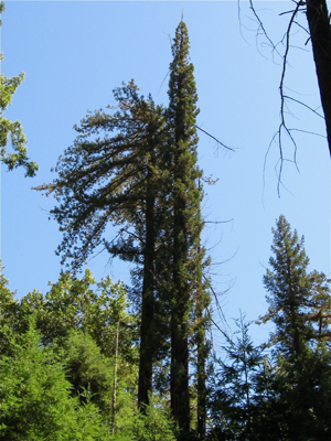 redwood sprouting after fire