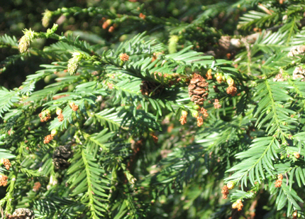 redwood needles and cones